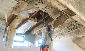 Reliable Waverly, IL Mold Removal Services Solutions